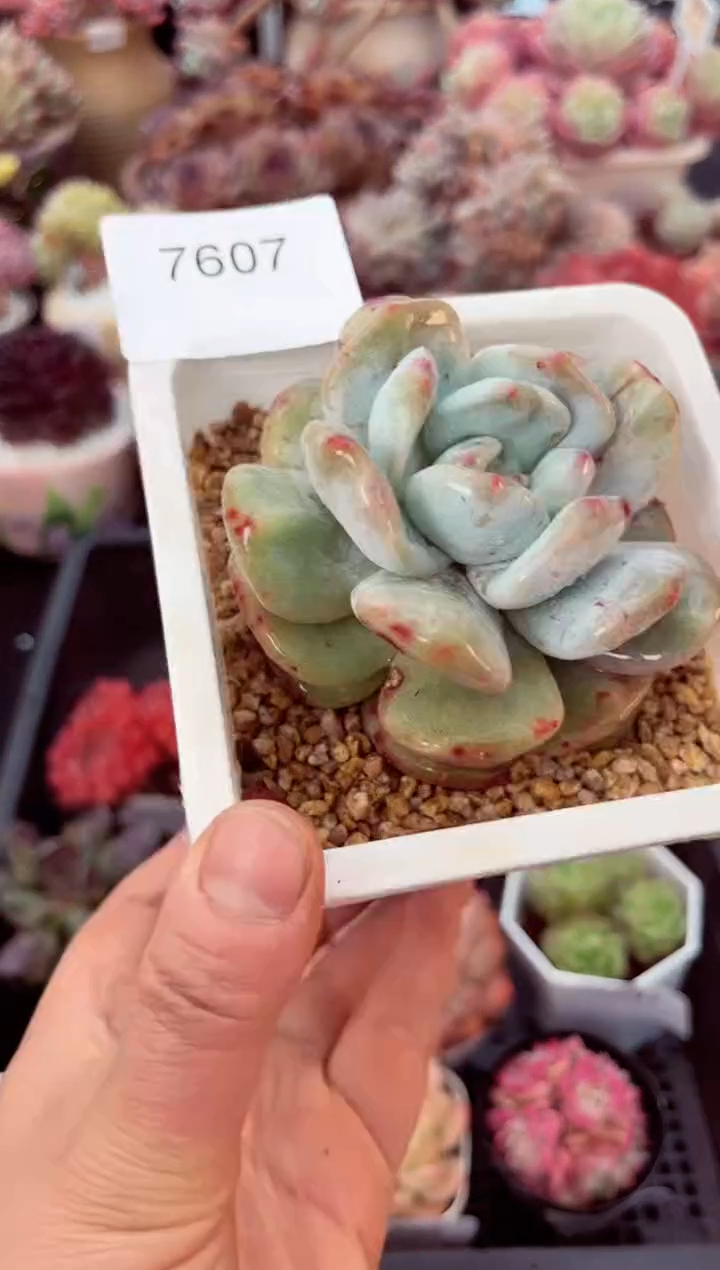 【闪购商品】7607橙子石化多肉