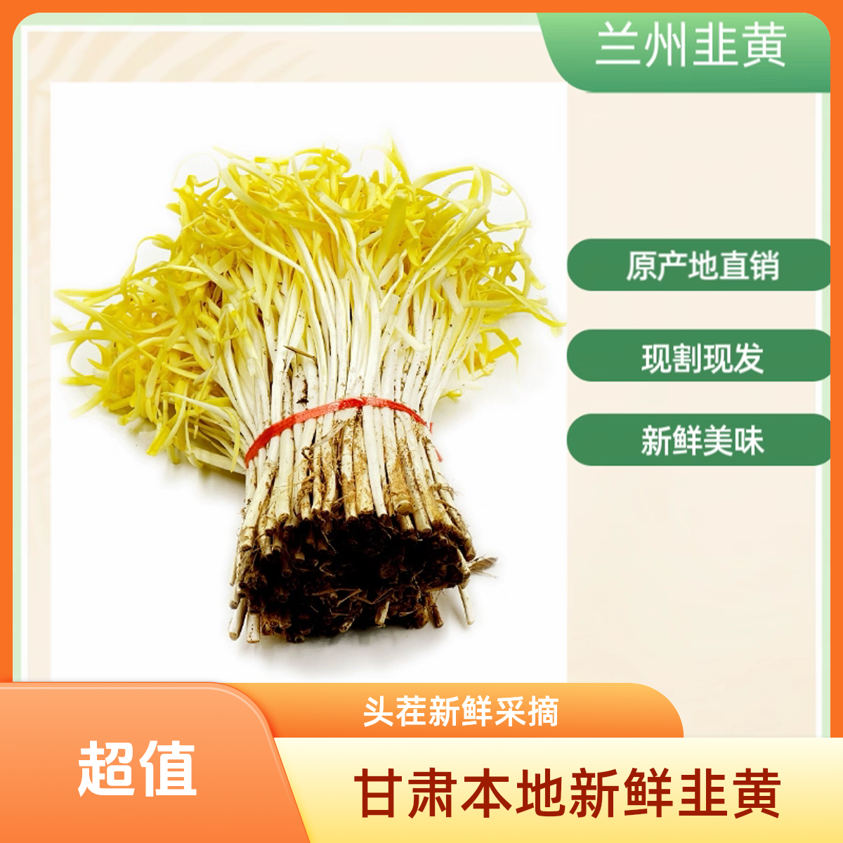 【当地特色】西固张家大坪（地头现挖）韭黄1份（称斤售卖）韭黄