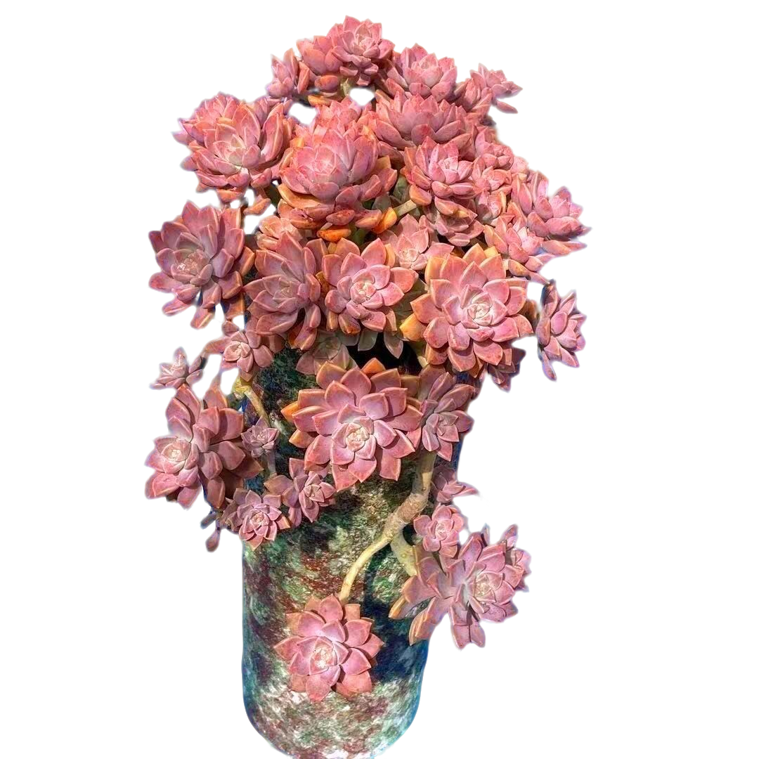 阿伦培【脱土发货】多肉植物 阳台庭院 新手好养 易成活 皮实耐养