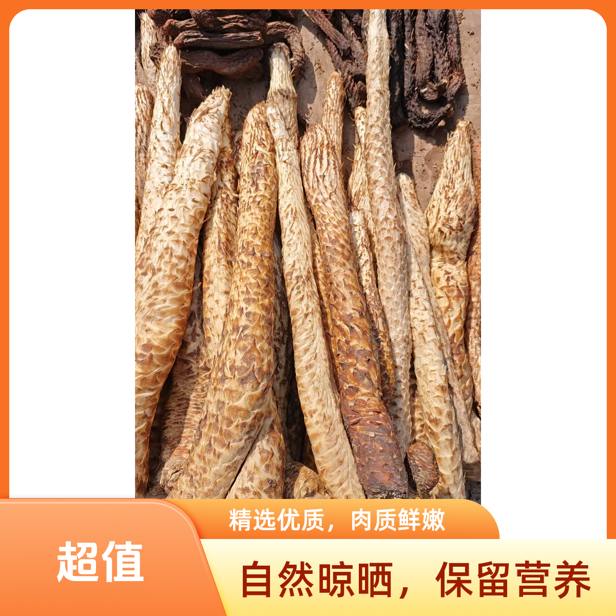 精选内蒙阿拉善肉苁蓉   改价hm2