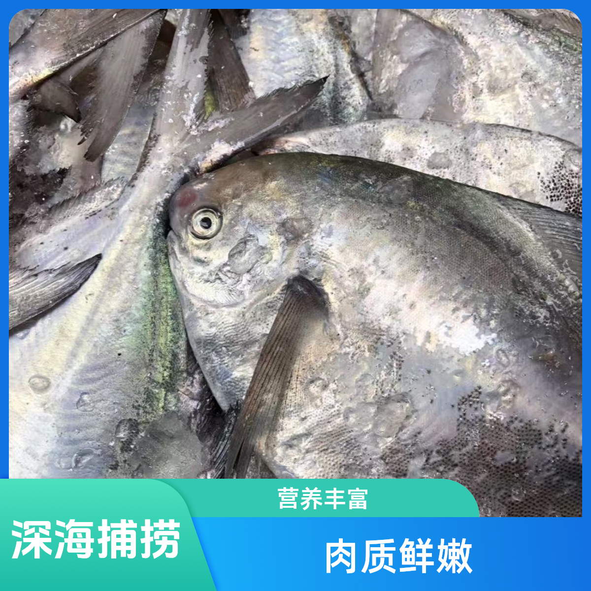 东海野生白鲳鱼海鲜银鲳鱼新鲜发货一斤5条左右到手净重4斤