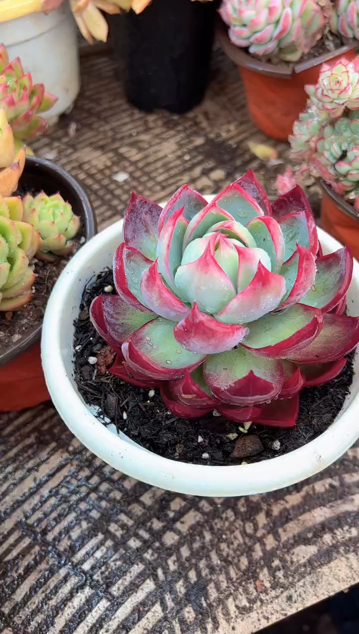 g****9多肉植物一物一拍07349