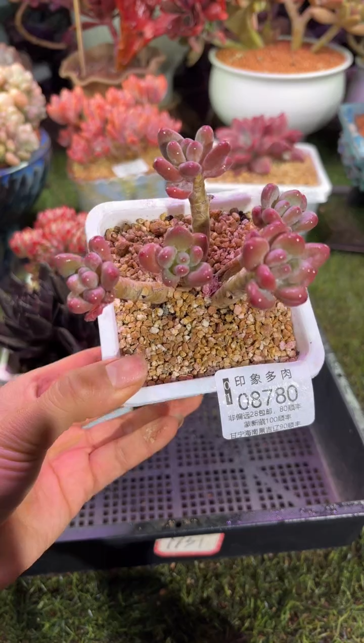 【闪购商品】08780