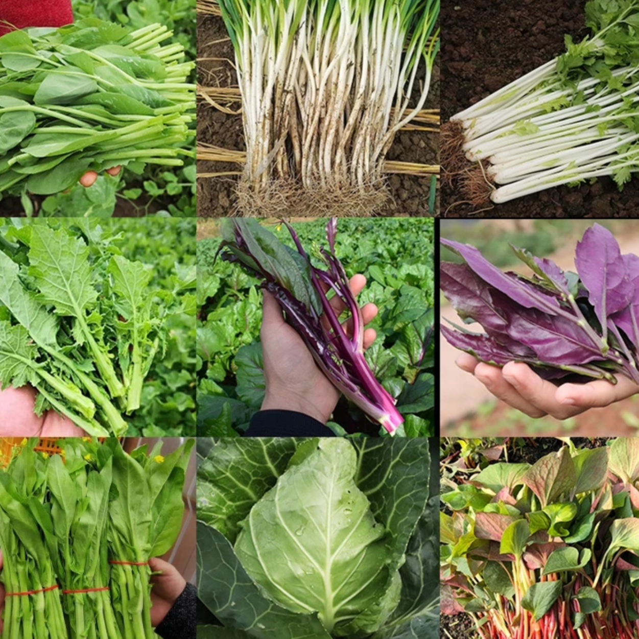 农家时令蔬菜 村民自种高山蔬菜 现摘现发 茎菜类 助农