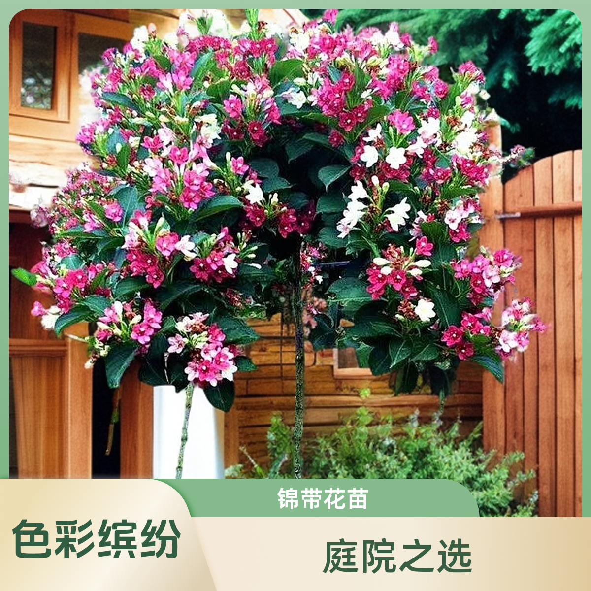 五彩锦带花树苗庭院耐寒耐旱地栽花卉苗木红王子锦带花苗灌木植物