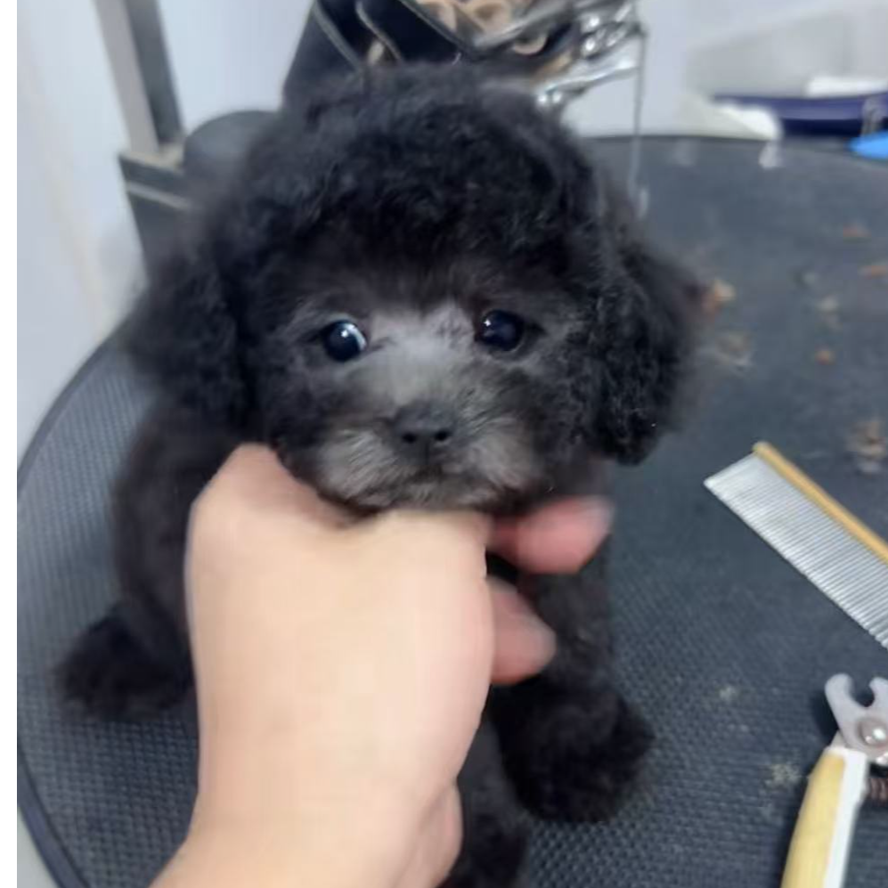 （开开宠物名犬）T狗狗活体