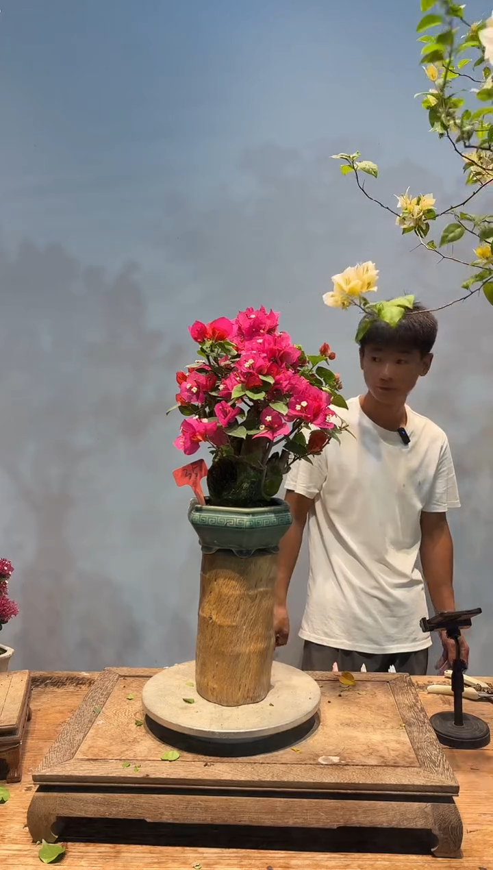 全部花朵牛*三角梅35