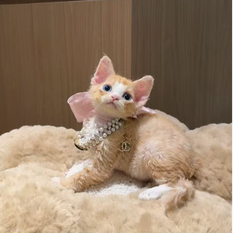 彩虹家德文卷毛猫 精品乳白弟弟8800