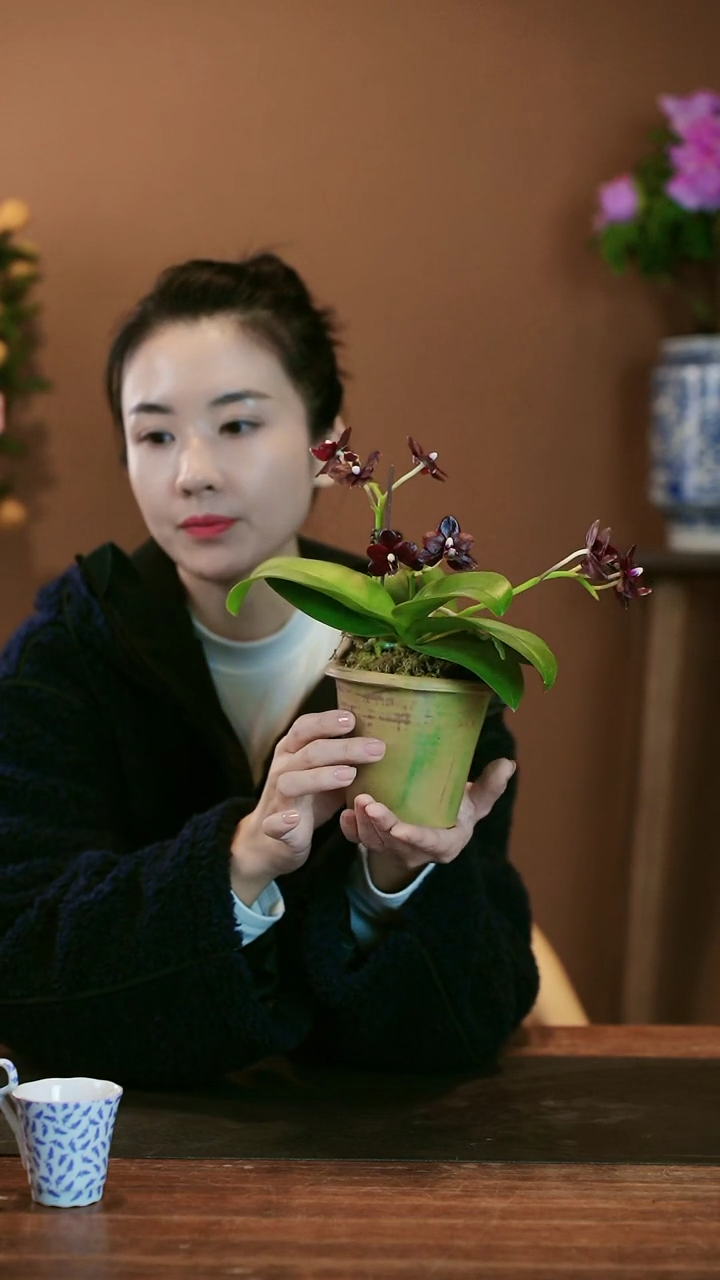 【闪购商品】盆景小黑猫