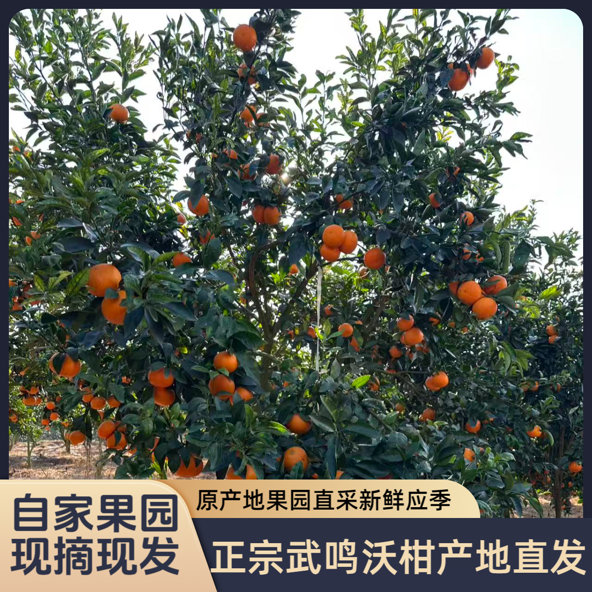 正宗武鸣沃柑产地直发新鲜采摘应季水果孕妇水果纯甜