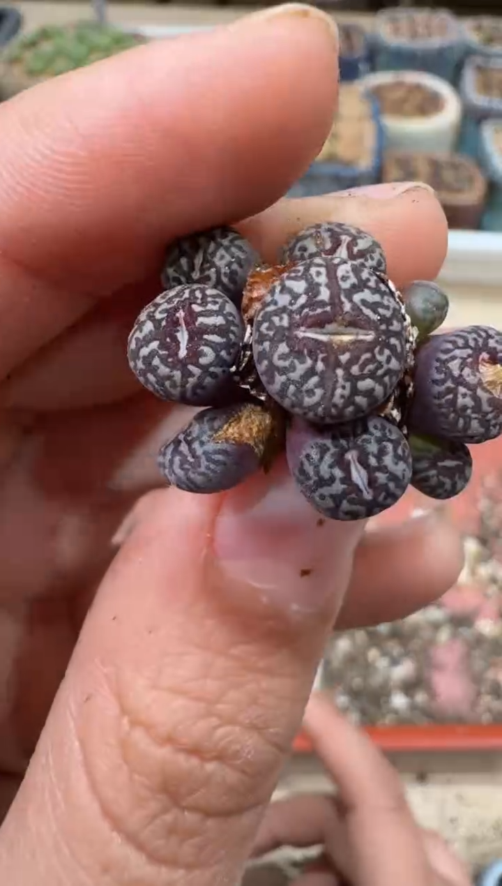 多肉植物肉锥2-307