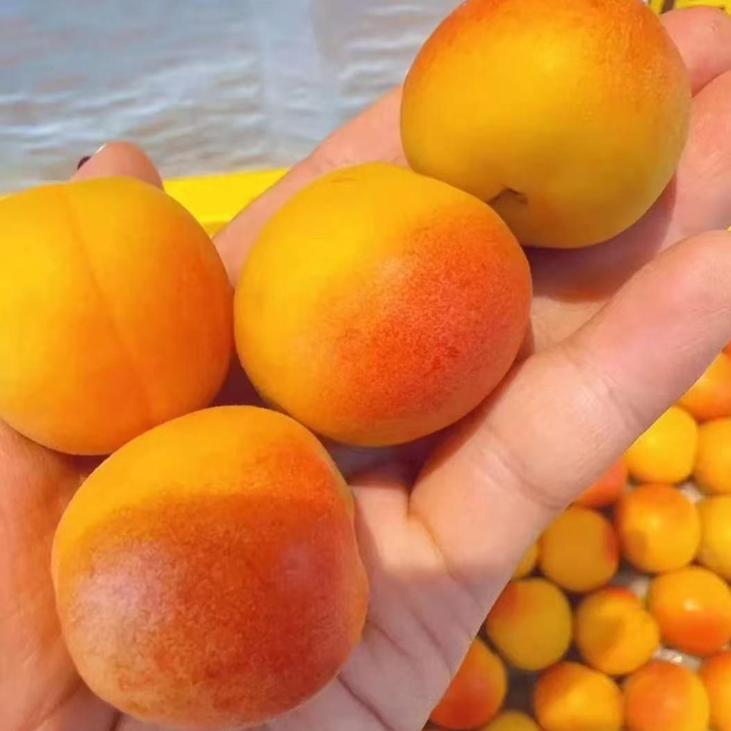 正宗嫁接果树苗盆栽地栽阳台庭院南北方栽种一物一拍