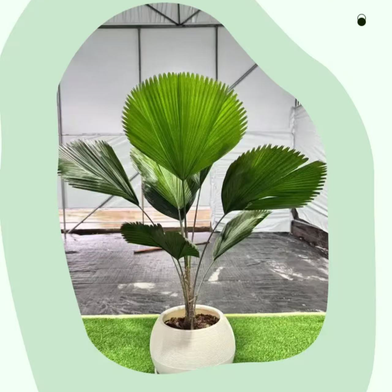 无品牌大型绿植一物一拍   所见即所得