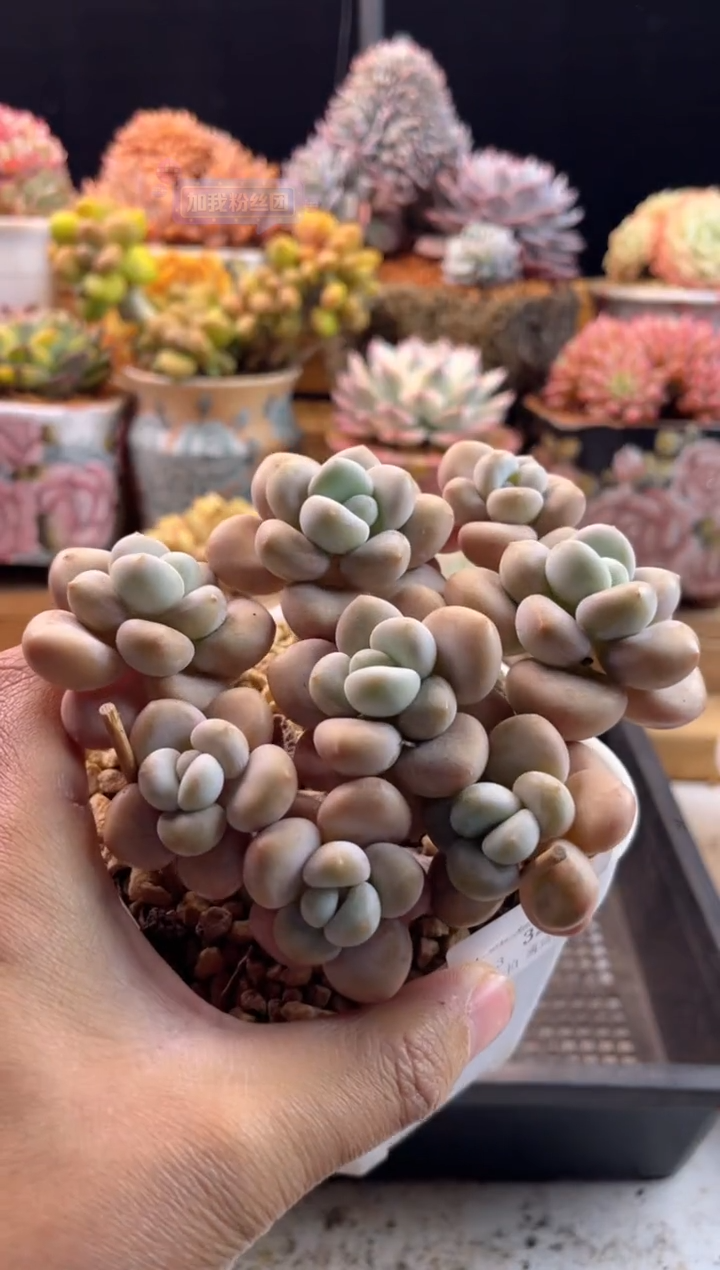 【闪购商品】1.13-32洛神