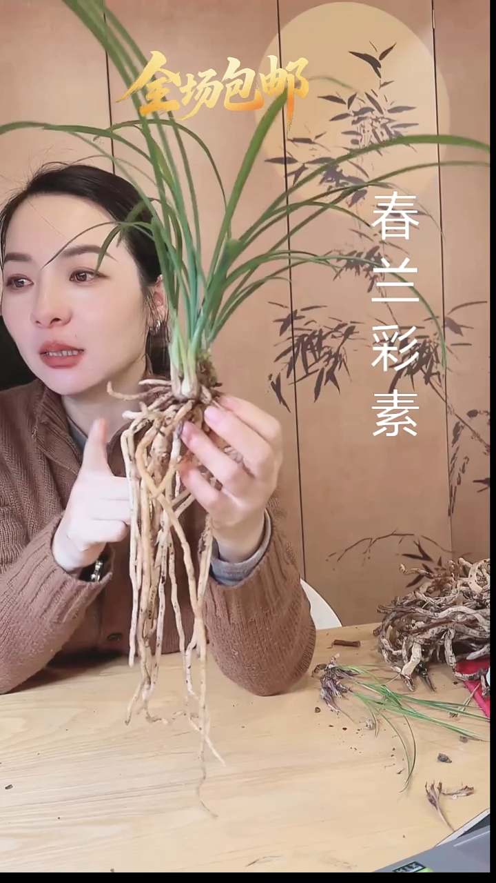 当前无花栽培后可以开花：春兰彩素