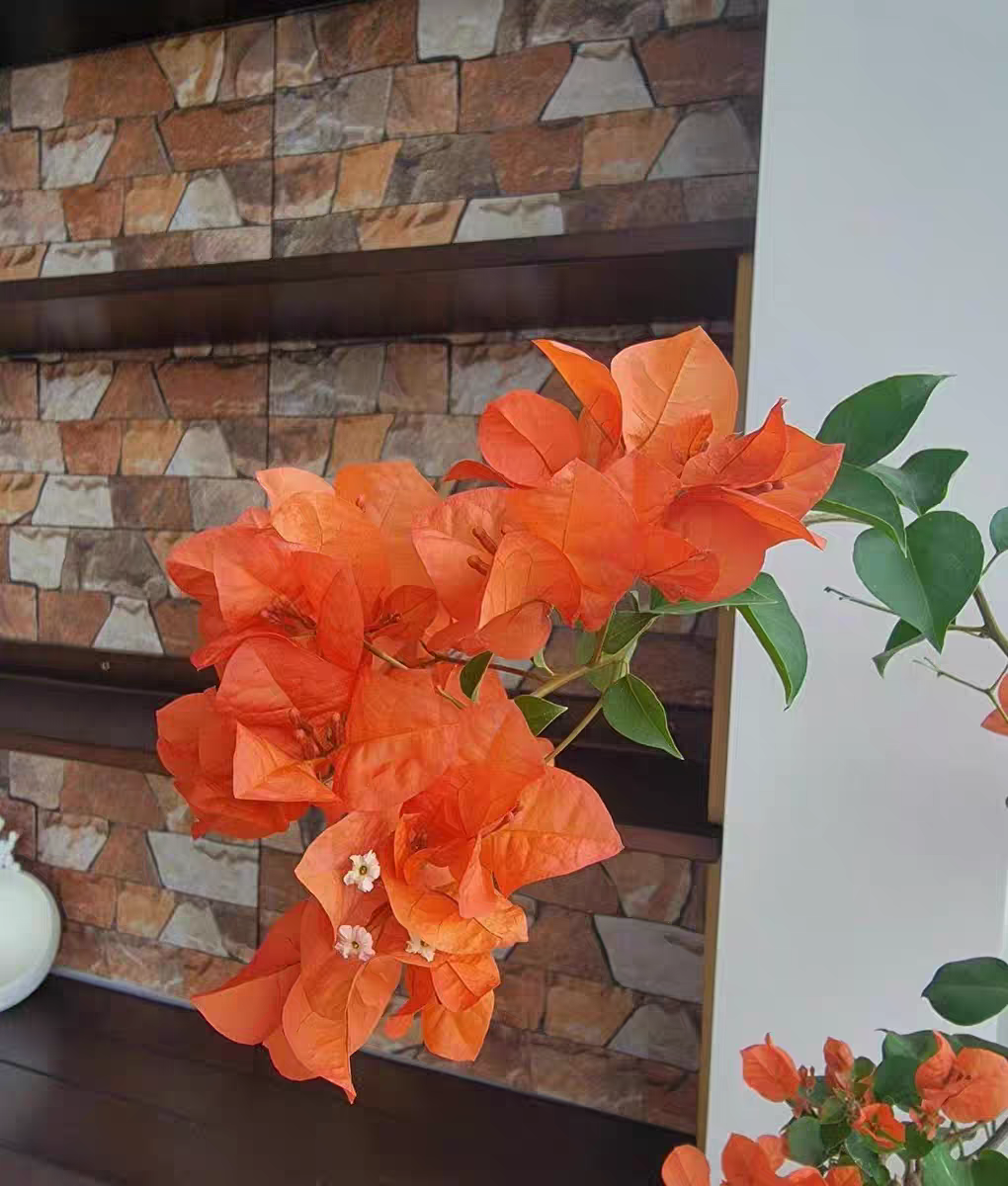 【绿叶橙】三角梅盆栽带花（一个月内换盆不售后）