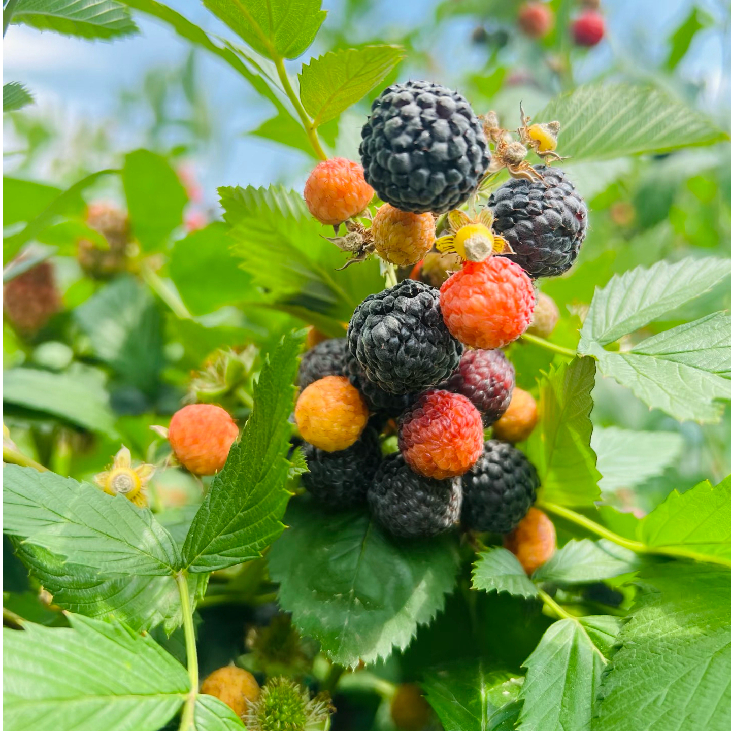 果益寿云南网红无刺黑泡易养活（小苗）