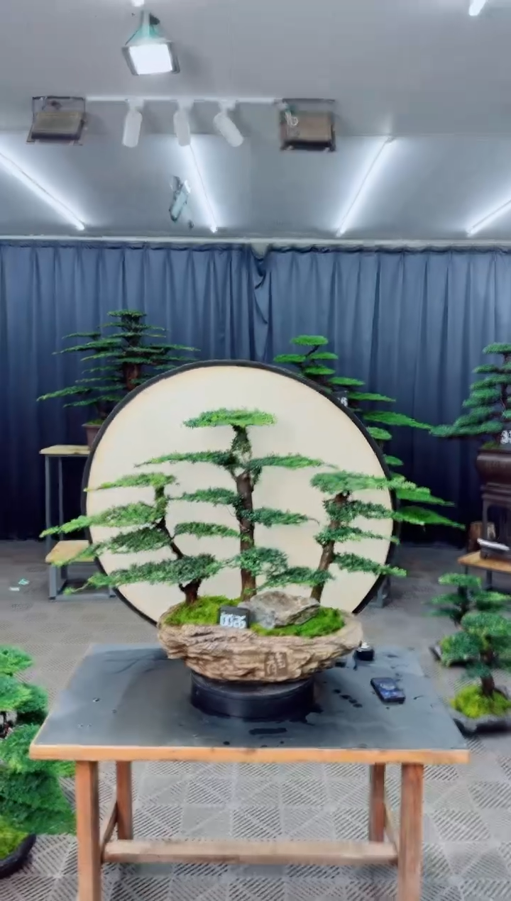 无花朵盆景.......