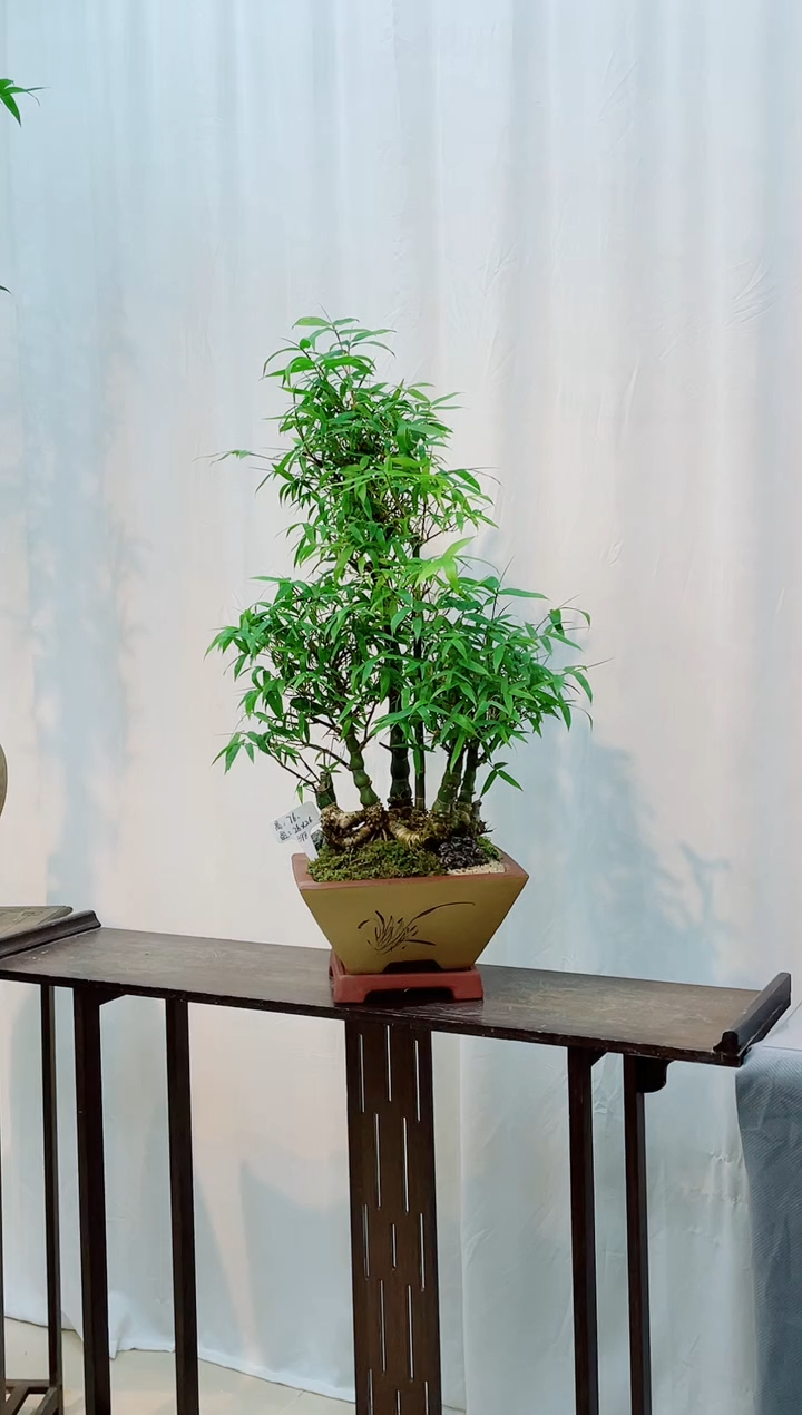 无花朵竹竹子盆景竹竹子盆景