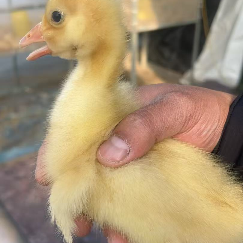 2两左右浦三大品种鹅