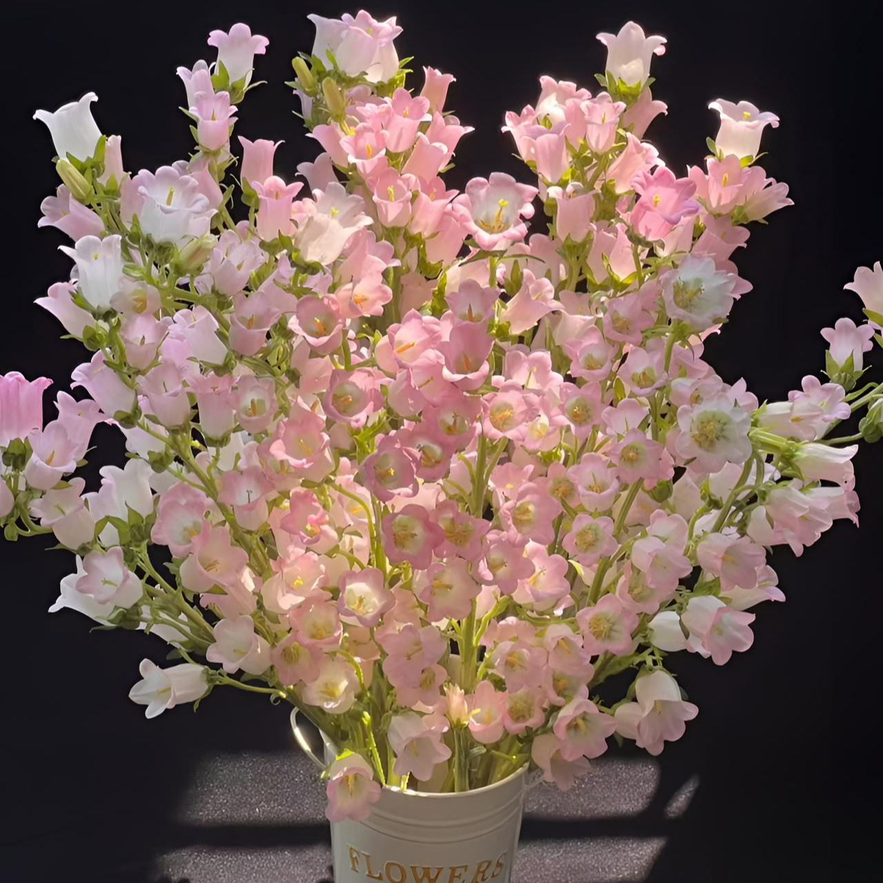 【粉色风铃花】【顺丰包邮】云南鲜花批发 基地直发