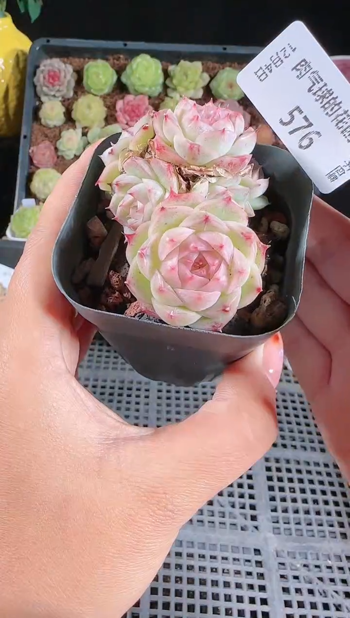 1204-576多肉群生不包整