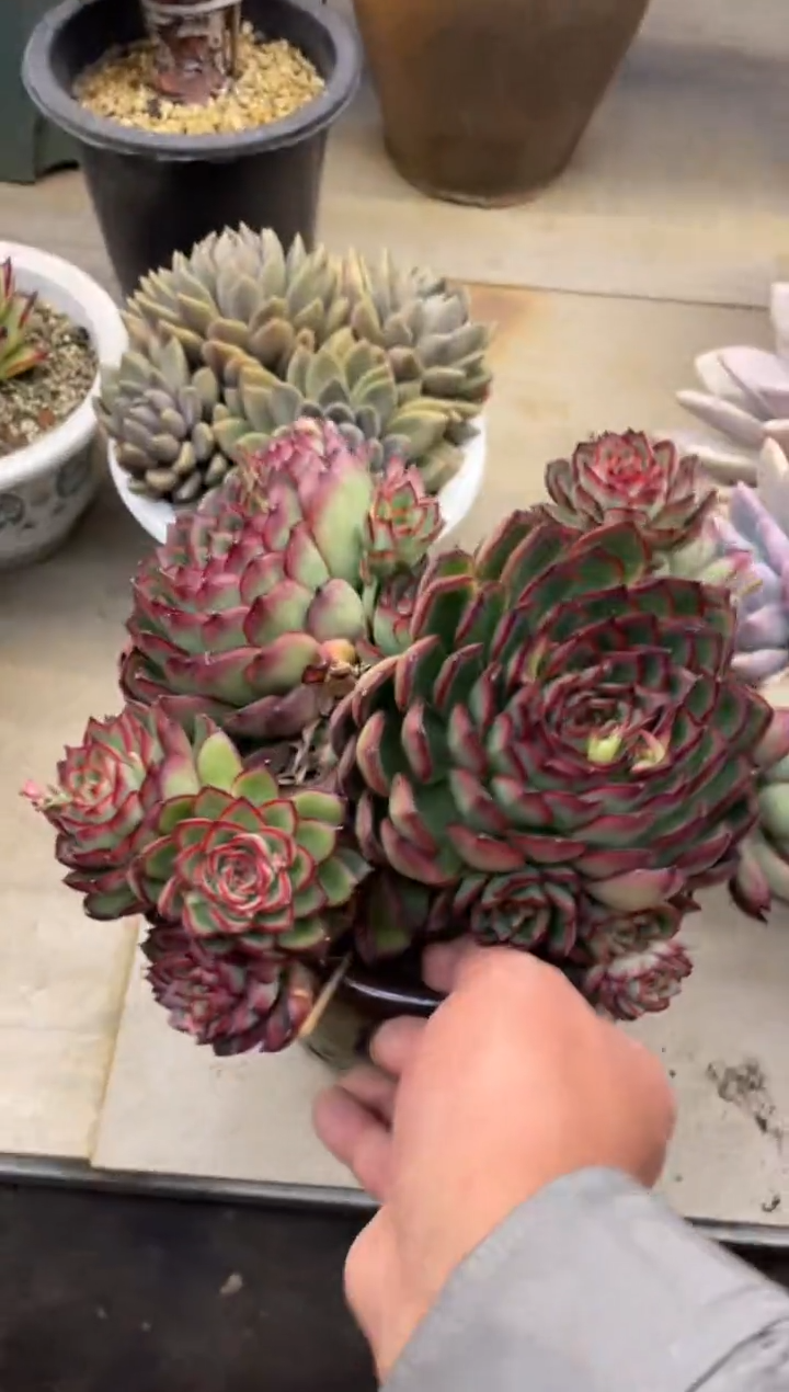 【闪购商品】180萤火虫