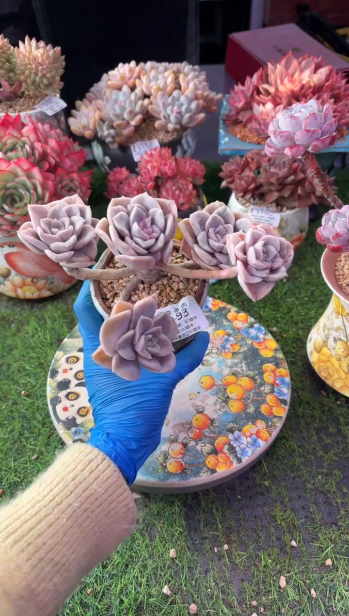 昆明印象多肉5193