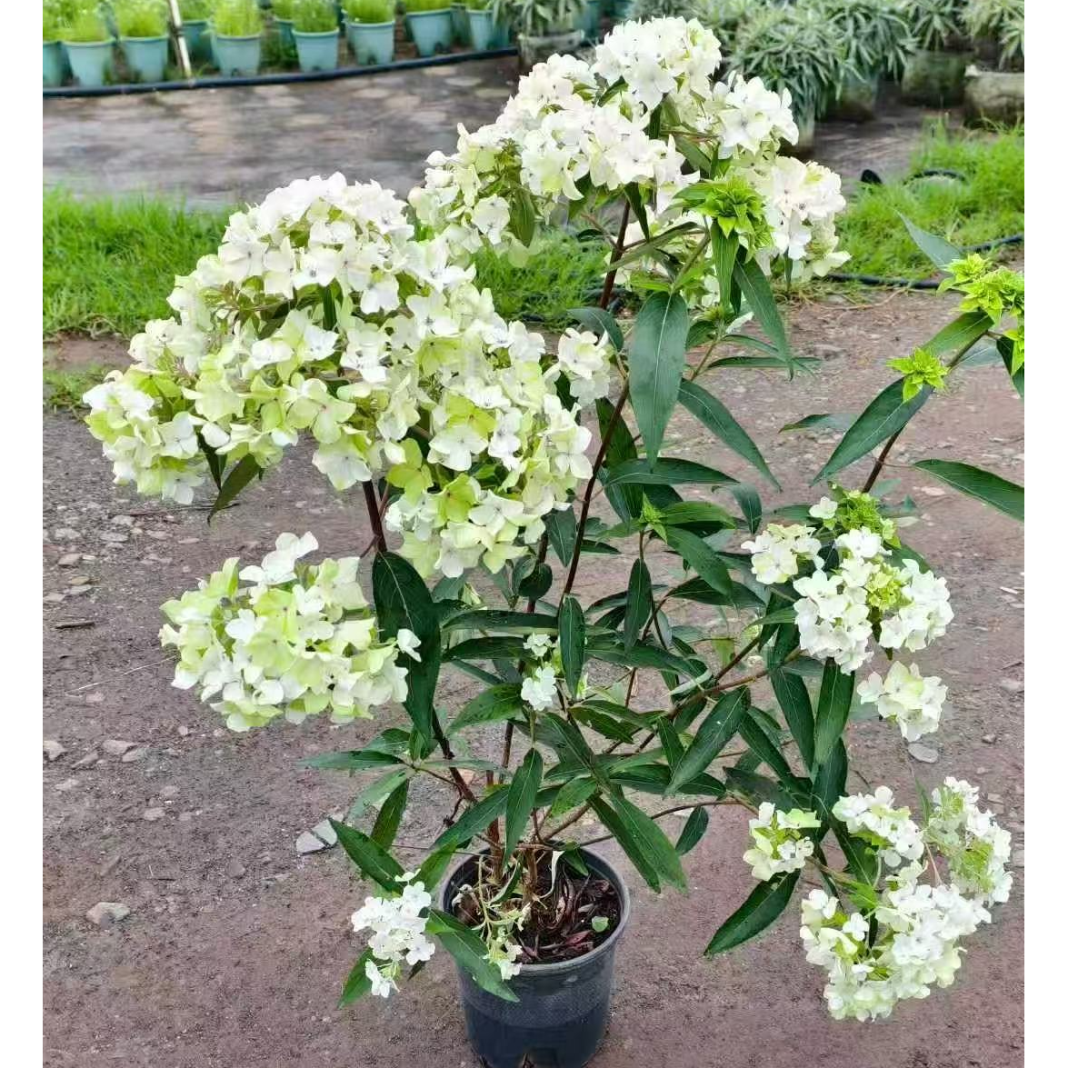 蜡莲绣球（千山雪）庭园 新品木本绣球 耐寒植物