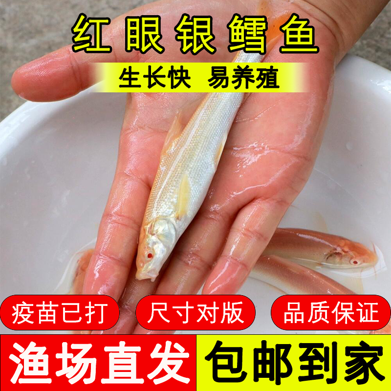 四川鱼苗 红眼银鳕鱼 好养殖