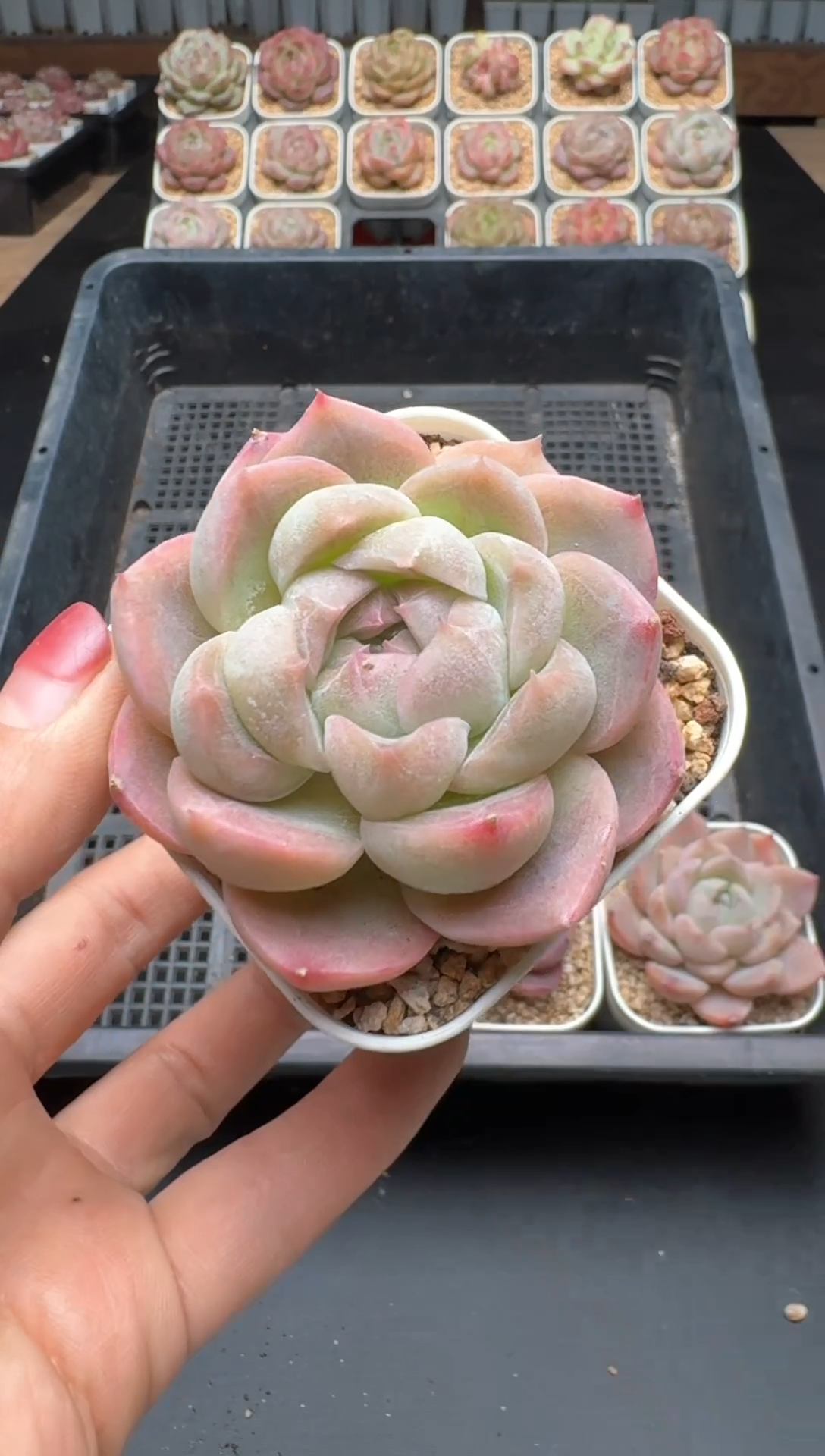 【闪购商品】175A号一物一拍多肉花卉植物拍3颗起发