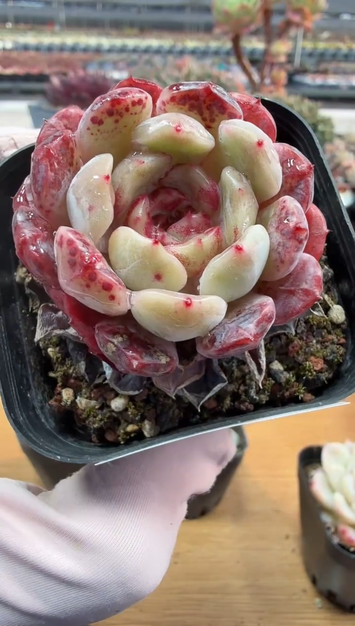 东云多肉园二店-269