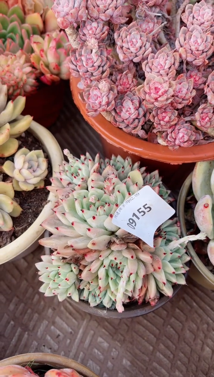 【闪购商品】09155