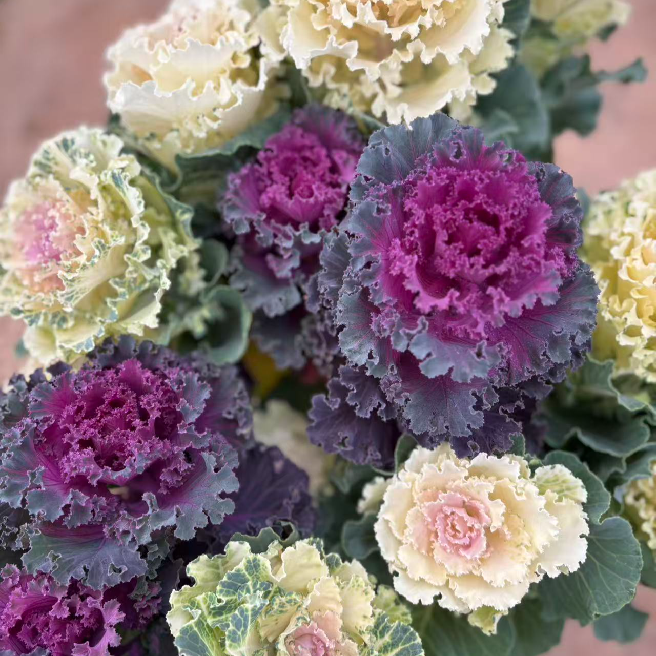 裙鹤双色 冬日玫瑰1.5加仑 阳台庭院耐热耐寒抗病性强