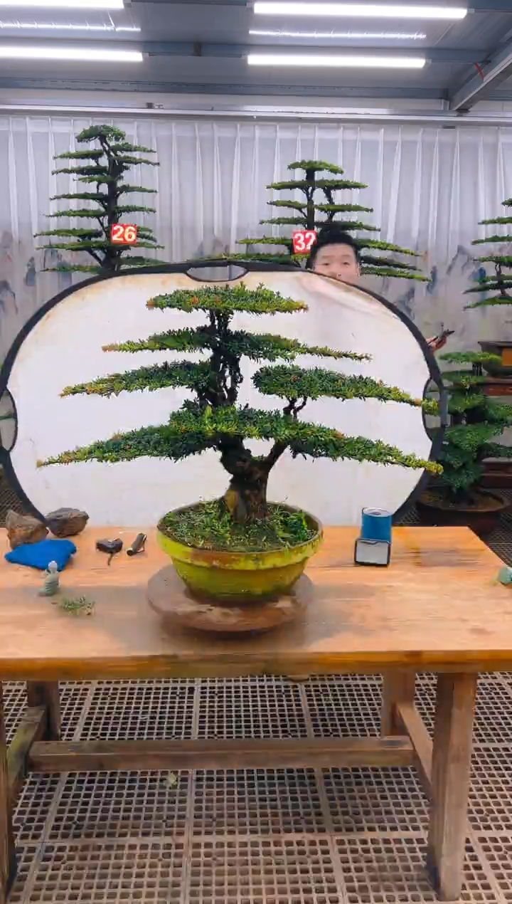 无花朵精品盆景直播间一物一拍