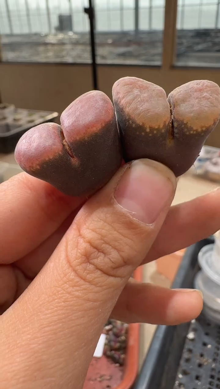 25-119多肉植物肉锥