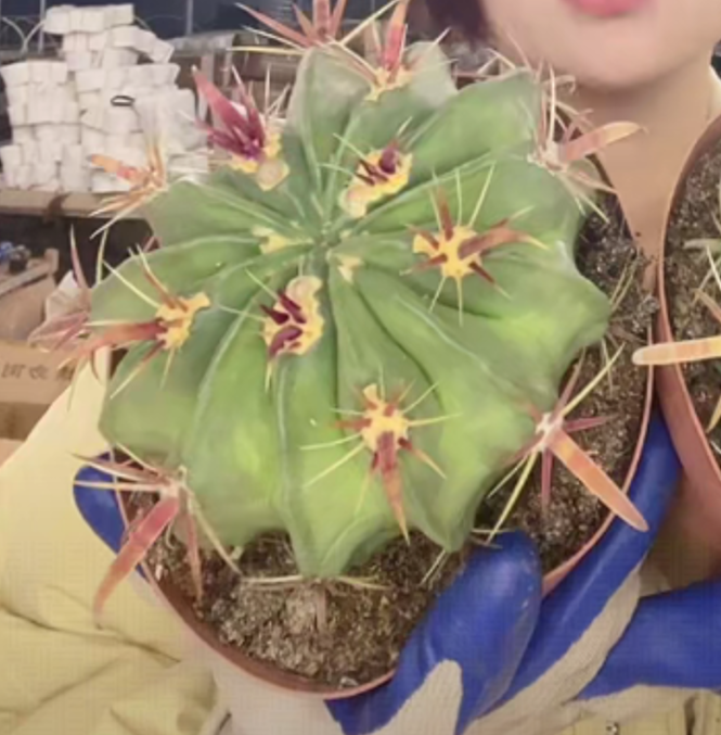 二妹园艺【 1颗  精品宽刺日出   实生根 】脱土随机发货