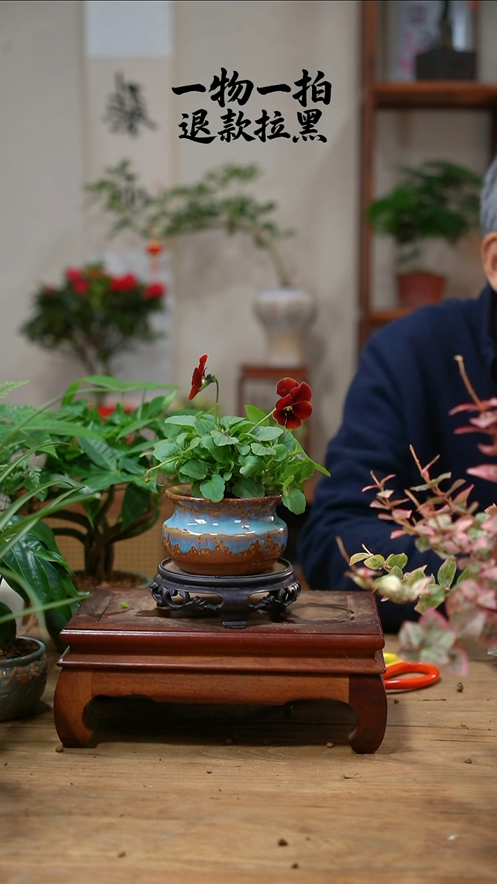 完全开放霞角堇019