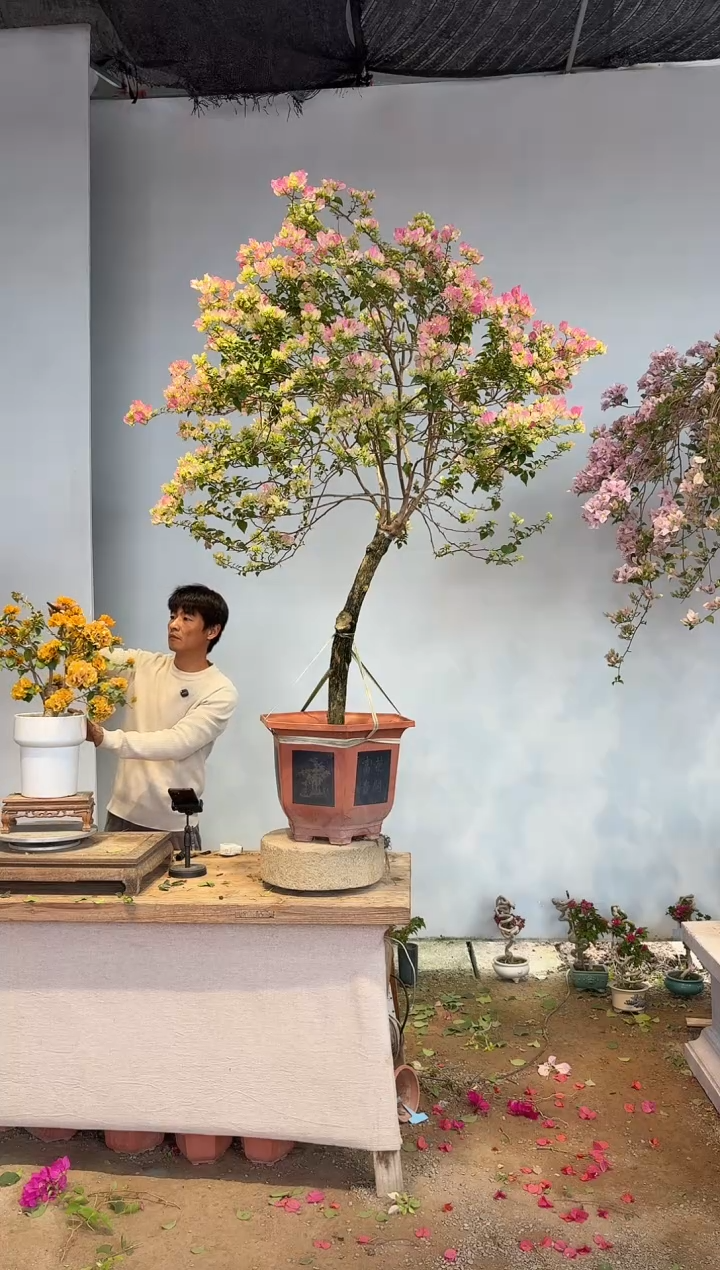 以实际为准芙****5三角梅19