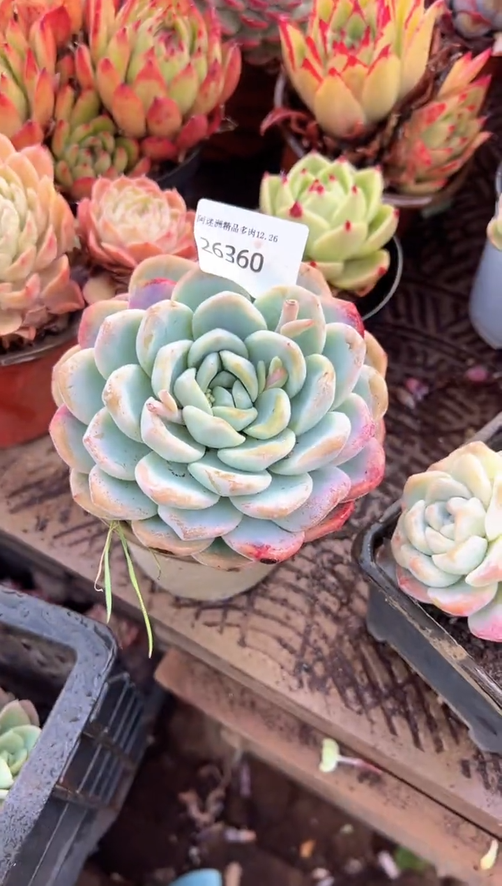 半**茶多肉植物一物一拍26360