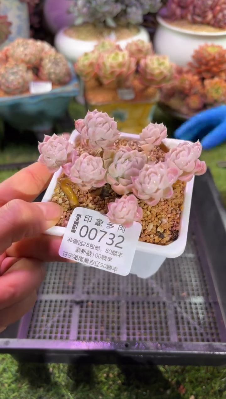 【闪购商品】00732