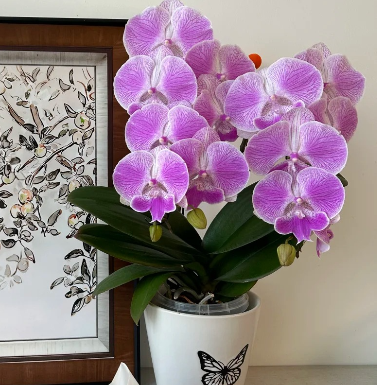 万景花卉3.0寸【梦露】带花带花苞  后续养护出现消苞不售后