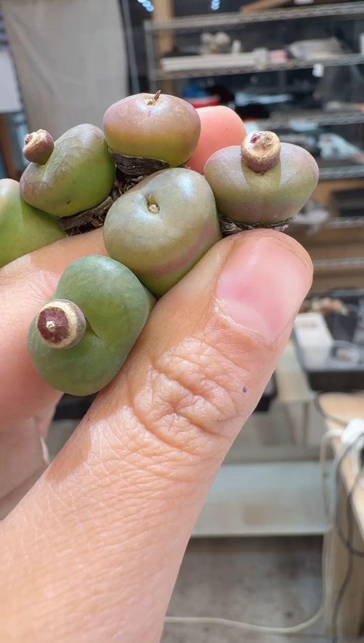 69多肉植物肉锥拉登杂一颗