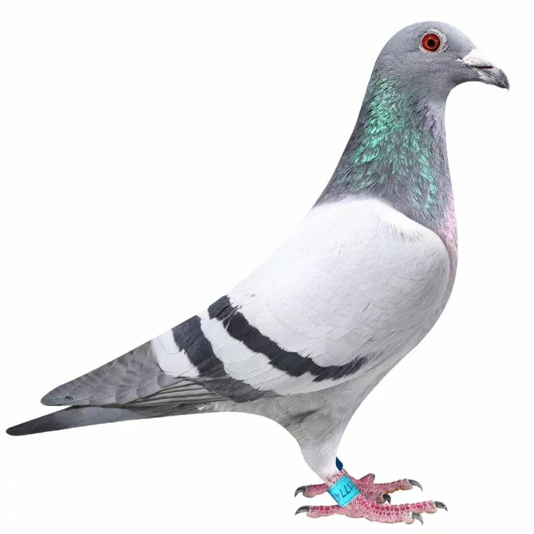 精品鸽（2只）以直播间为主