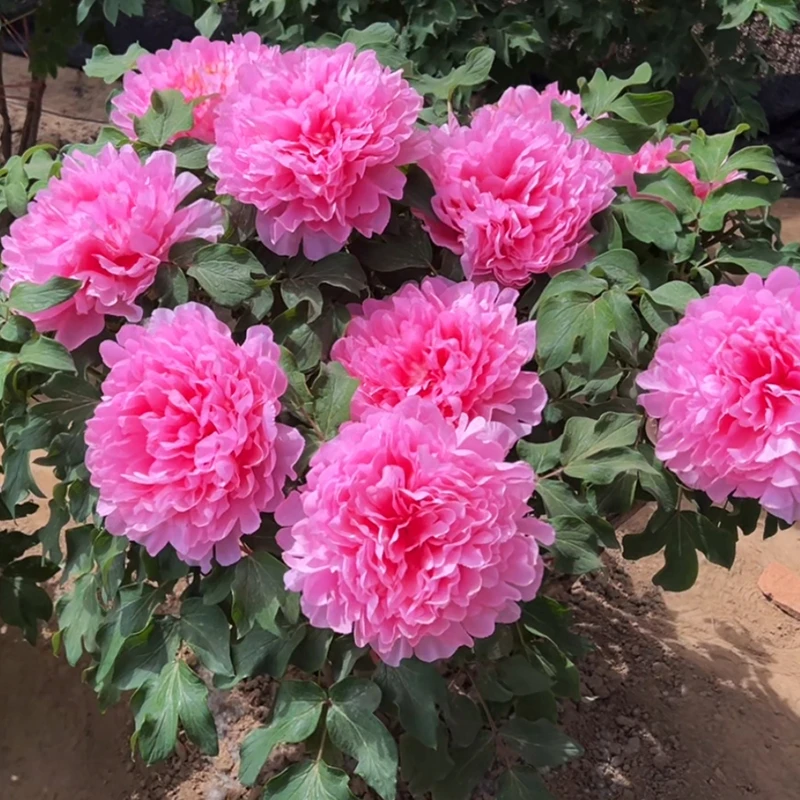 （胭脂红）正宗洛阳重瓣牡丹花苗北方耐寒盆栽地栽庭院花卉牡丹苗