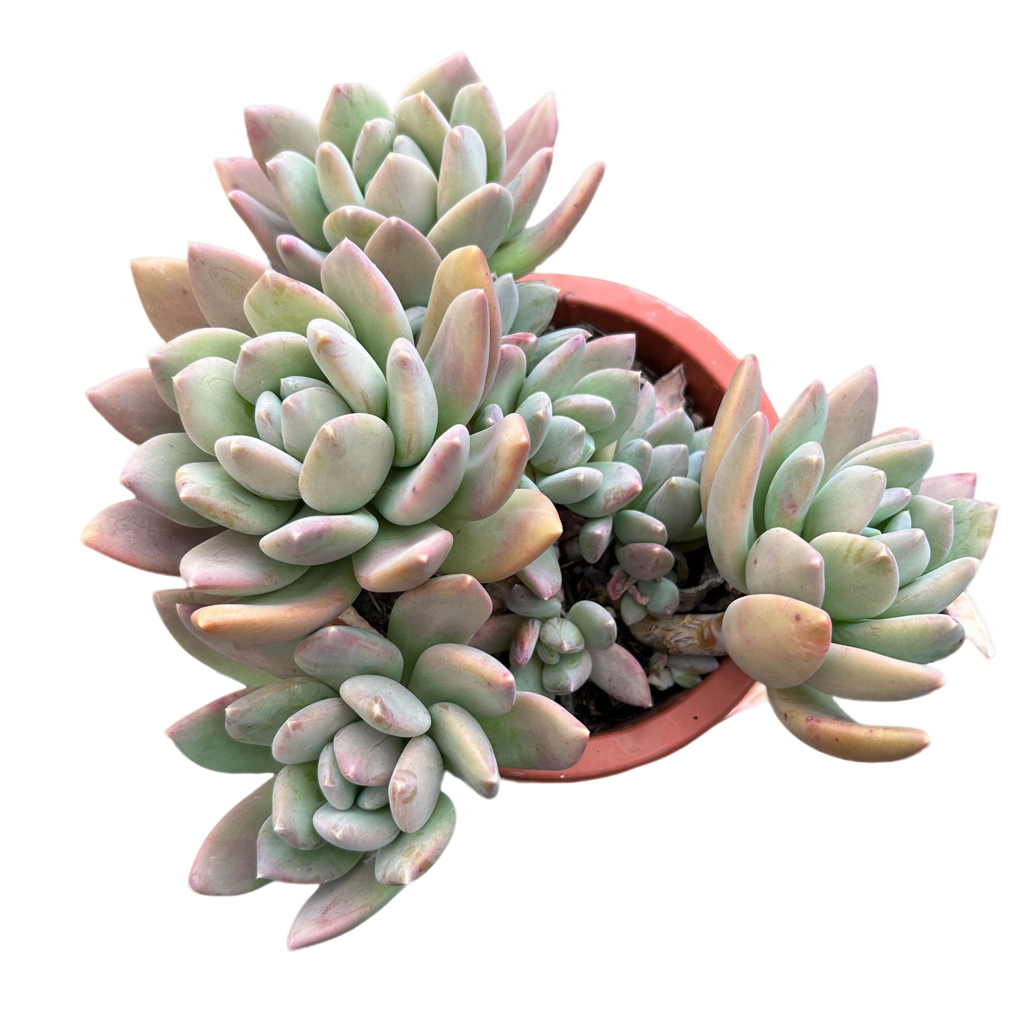 柠檬美人   多肉植物 （满15包邮 直播间展示为准）