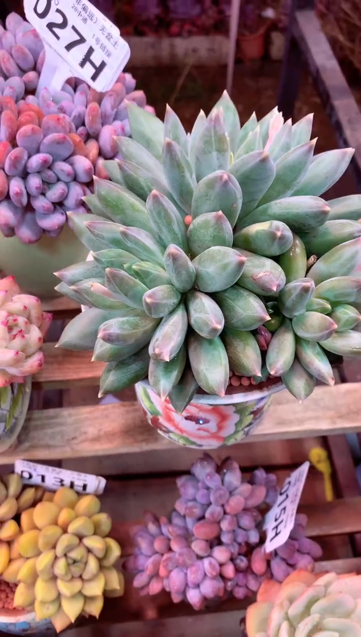 029H（一物一拍，精品多肉，w所见即所得 ）