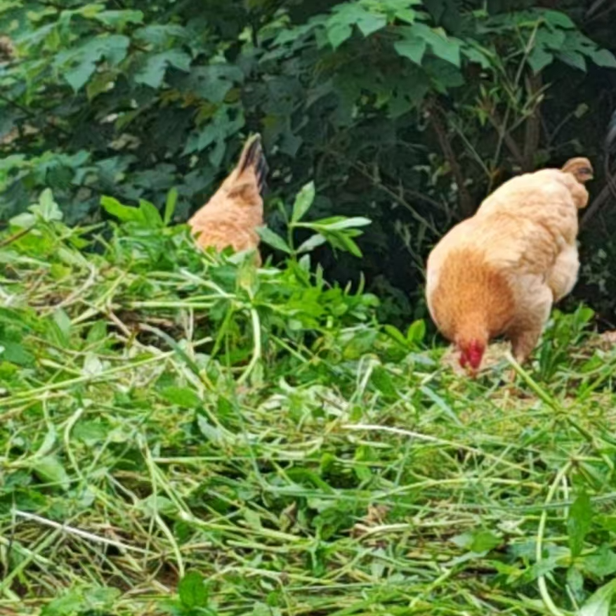 双庙湖谷物喂养散养母鸡