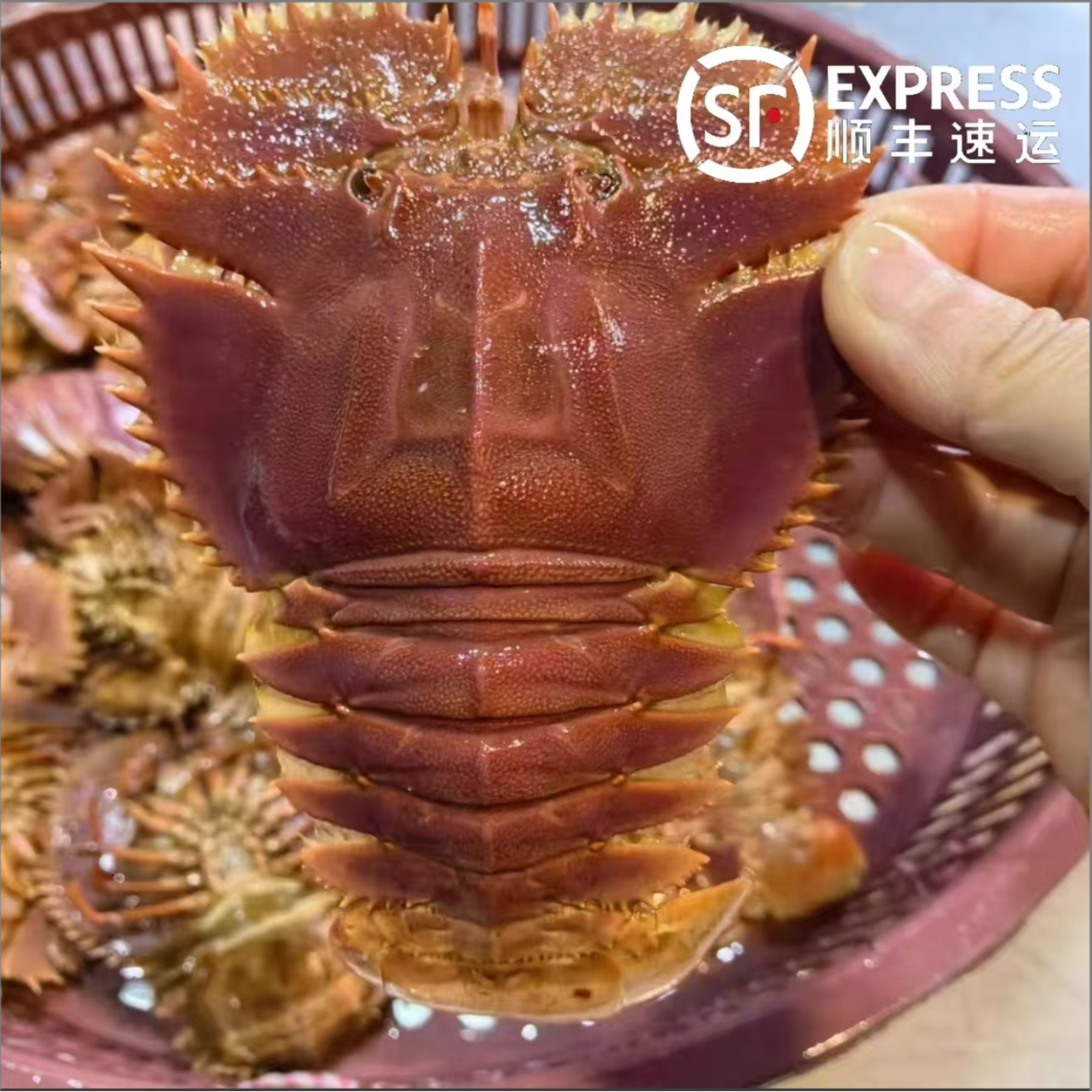 【产季热卖】码头现发 2斤琵琶虾 新鲜 野生九节虾 鲜活冻 海鲜礼包