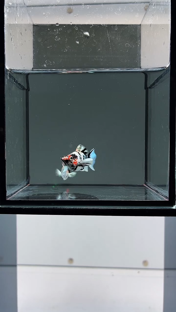 孔雀鱼原线红头玛丽一对-13